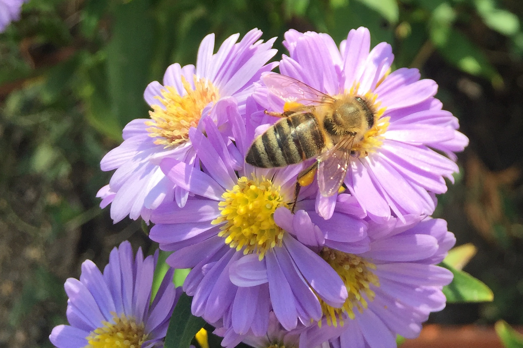Earth Day Projekt: Stoppt das Bienensterben!