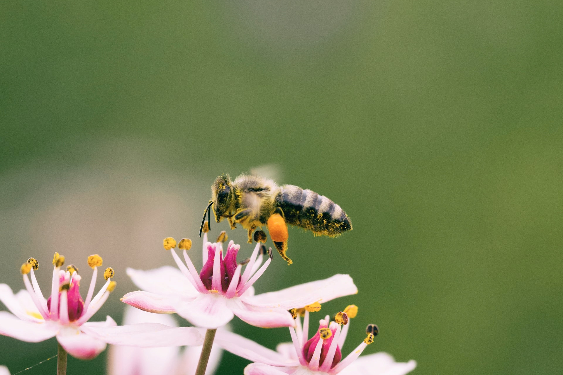 Hornet eating flower by Aaron Burden on Unsplash