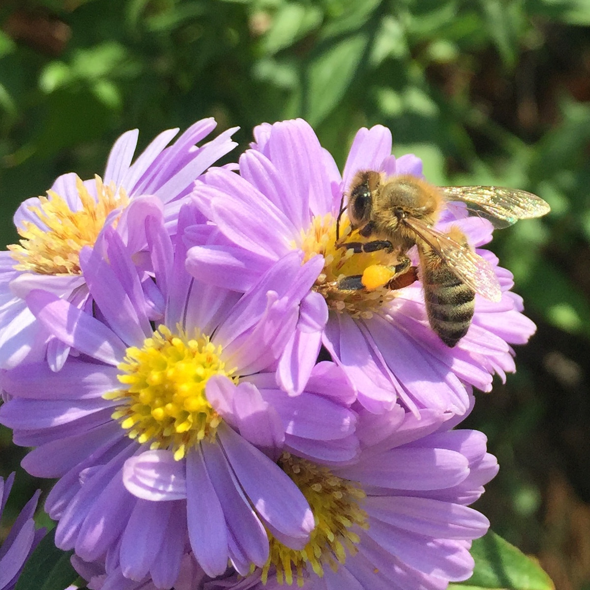 Earth Day Projekt: Stoppt das Bienensterben!