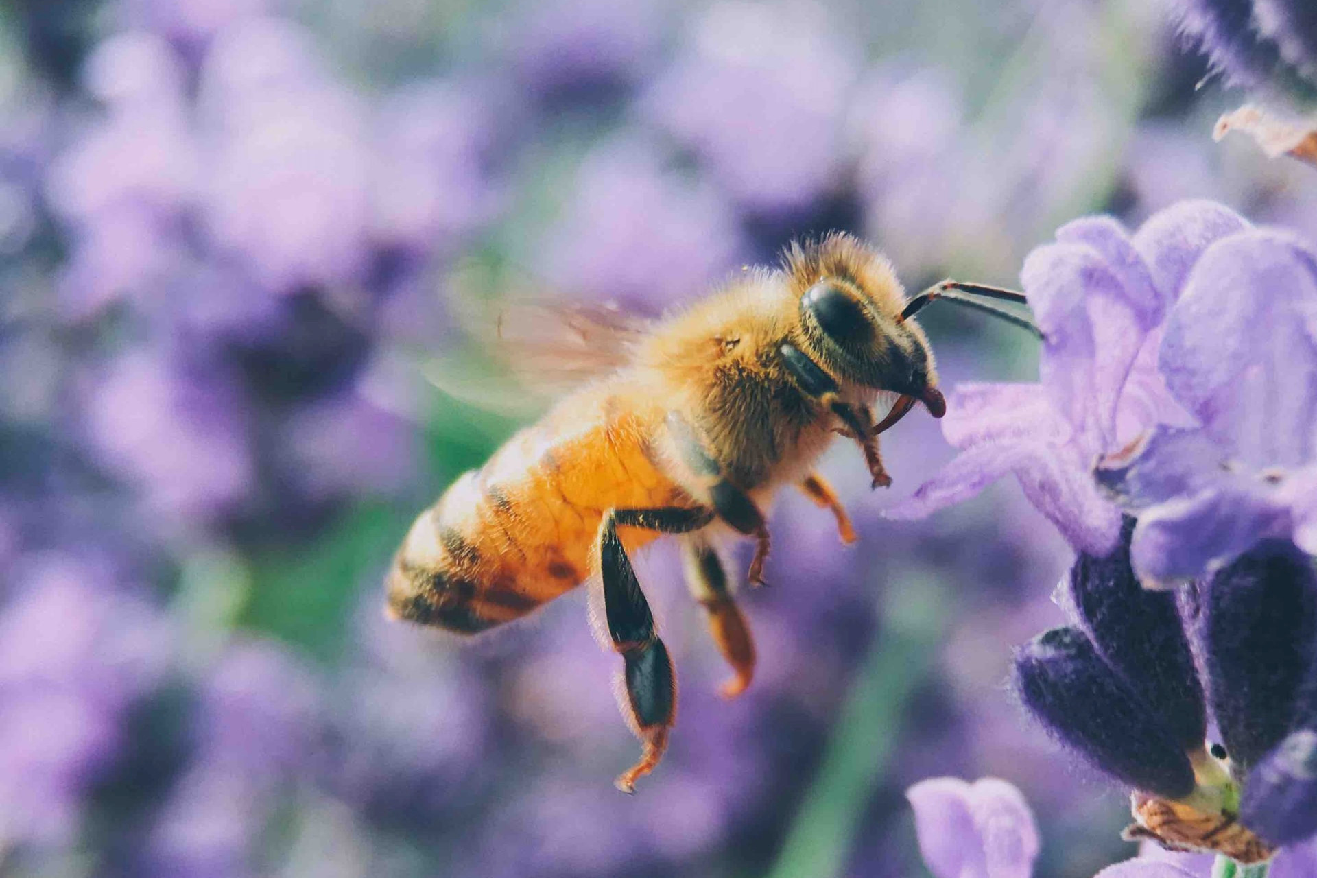 Bee by Aaron Burden on Unsplash