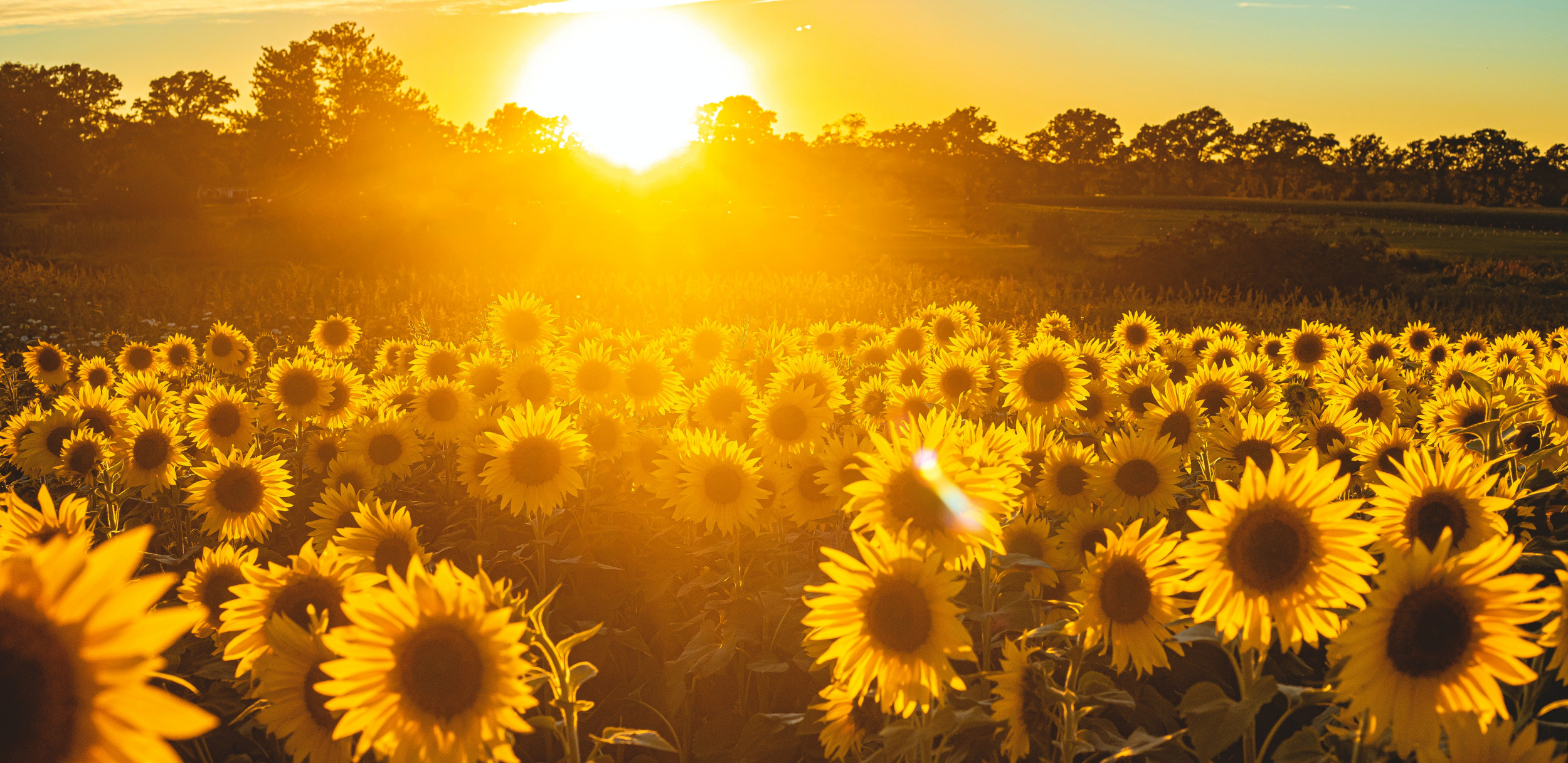 Sonnenblumen / Sunflowers by todd kent on Unsplash
